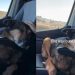 Senior Dog Was a Stray, Adopted & Returned, but Life Finally Feels Like Home