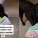 Service Dog Gets Too Excited Over Owner Teaching Her a New Task
