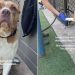 Shelter Dog Keeps Raising Her Paw, but She’s Just Hoping Someone Will Shake It