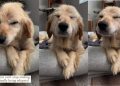 Rescue Dog’s Smile on First Day Home Proves Adoption Is Powerful