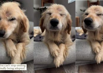 Rescue Dog’s Smile on First Day Home Proves Adoption Is Powerful