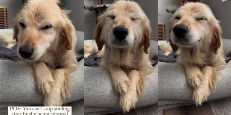 Rescue Dog’s Smile on First Day Home Proves Adoption Is Powerful