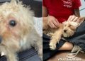 Human Who Finds a Lost Dog Has the Whole Internet Waiting for an Update