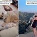 Abandoned Rescue Dog Learns What Its Like To Be Loved in New Home