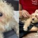 Human Who Finds a Lost Dog Has the Whole Internet Waiting for an Update