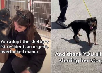 ‘Overlooked’ Mom Dog Gets Adopted After Longest Shelter Stay