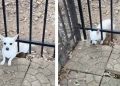 Rescue Dog Plots an Escape Plan Before Hilariously Getting Caught