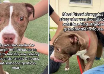 Blind Shelter Puppy Keeps Searching for Love & Colors in a World He Can’t See