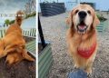 Golden Retriever Duo’s Garden Adventure Turns Into Muddy Chaos