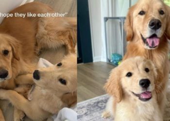Mom Hoped Golden Retrievers Would Like Each Other, What Happened Was Even Better