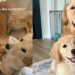 Mom Hoped Golden Retrievers Would Like Each Other, What Happened Was Even Better
