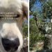 Golden Retriever Has Officially ‘Mastered’ the Art of Tuscan Living