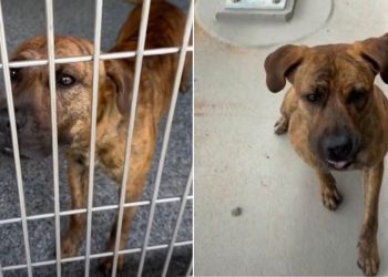 Shelter Dog’s Smart, Playful, & Eager To Please, but He’s Still Waiting To Be Chosen