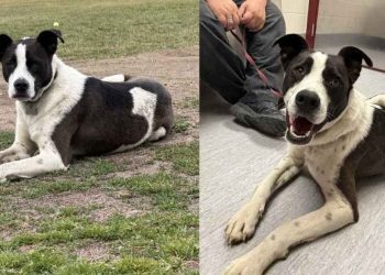 Dog Missing for a Year Found Living With Coyotes — Finally Returns Home