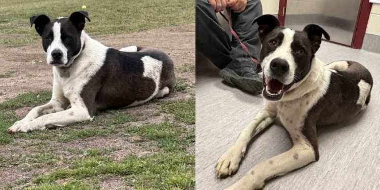 Dog Missing for a Year Found Living With Coyotes — Finally Returns Home