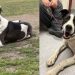 Dog Missing for a Year Found Living With Coyotes — Finally Returns Home