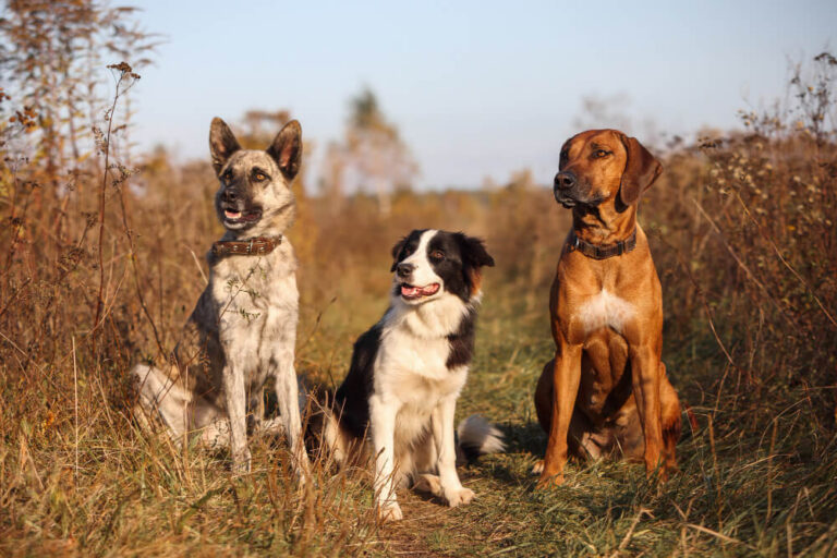 Dog Breeds