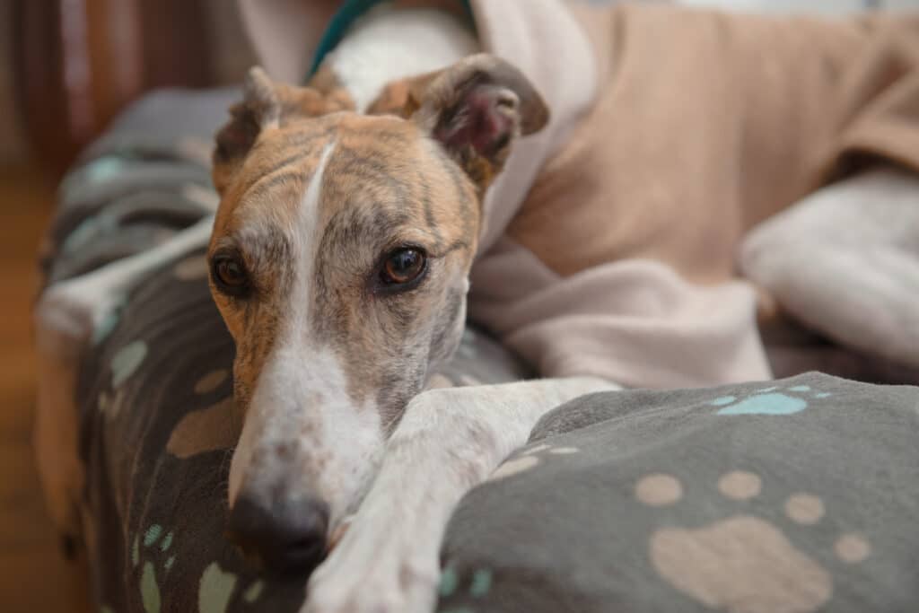 Close up horizontal portrait showing the face of a brindle and white adopted pet greyhound