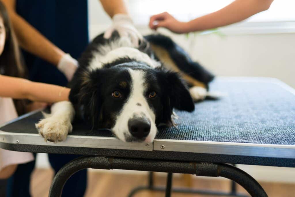 Cute border collie dog feeling sad and sick while getting a medical treatment at the animal hospital