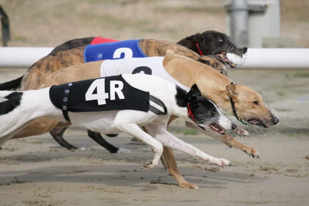 Greyhound dogs racing in a competition