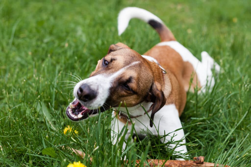 Jack Russell Terrier playing in the Park in the grass eating grass