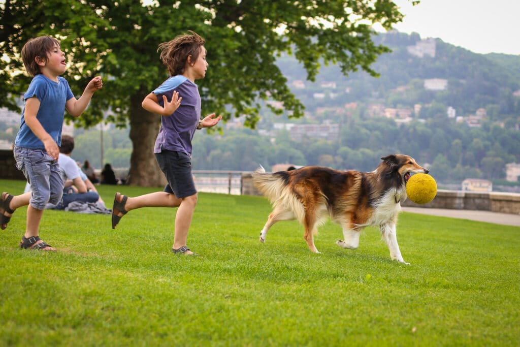 Two little boys playing with a collie dog with the ball in the park