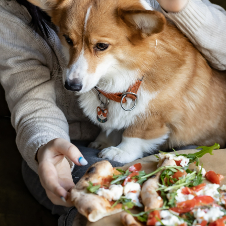 Once you’ve chosen the right food for your dog, don’t forget to keep an eye on their health and weight. 