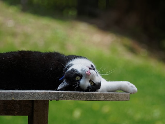 Friendly tuxedo cat showing affectionate personality traits