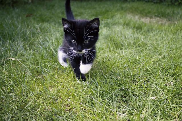 Tuxedo cat relaxing outdoors showing off distinctive black and white markings