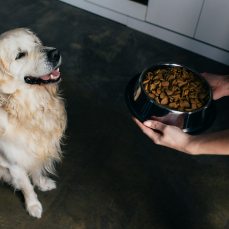 If your dog's symptoms are severe or not improving, it's time to consult your vet. 