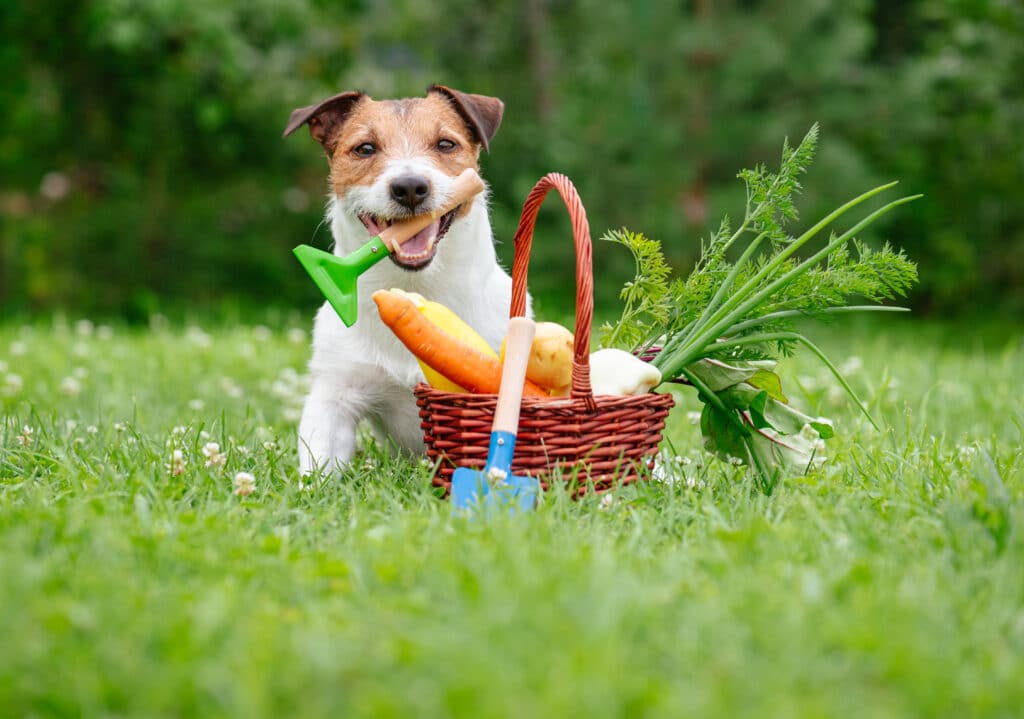 dog and fresh harvest of vegetables in the grass