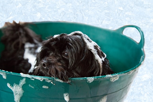 dog dander shampoo