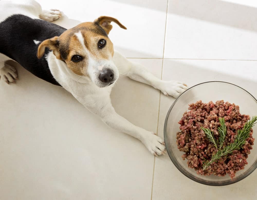 pet food