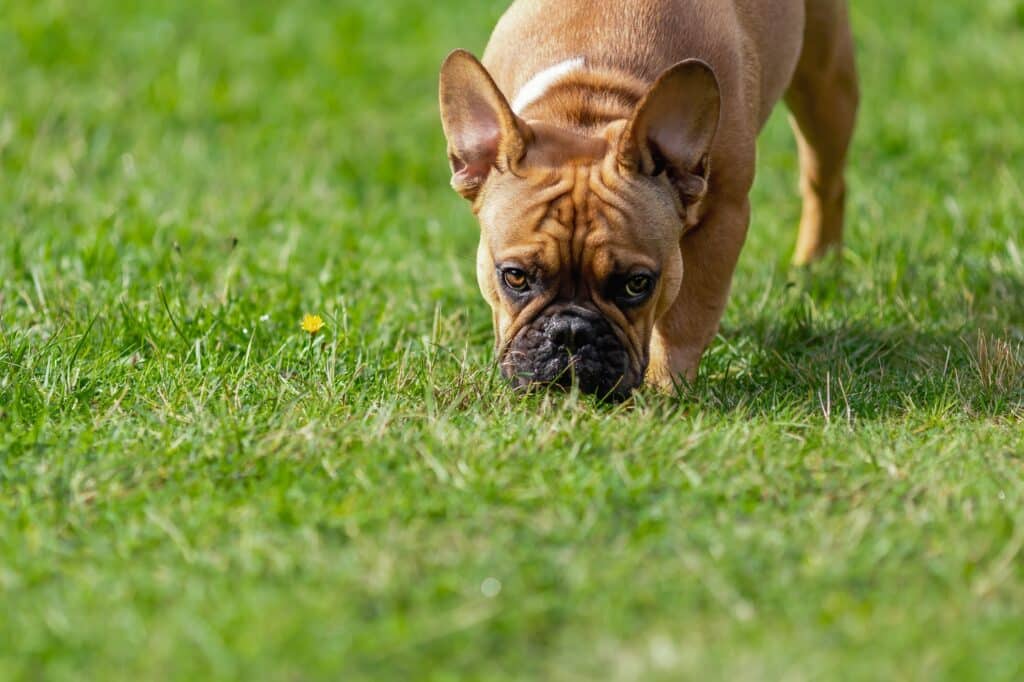 french bulldog dog eating and sniffing fresh green grass at summer nature