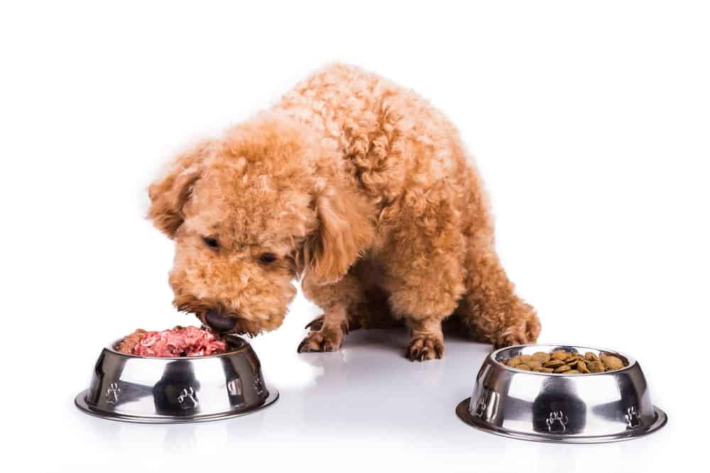 raw food diet