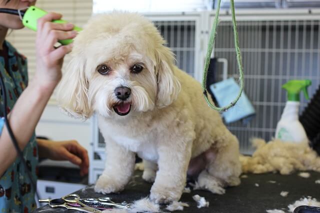 dog dander grooming